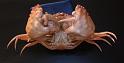 Calappa pustulosa T.F.C. chelipeds